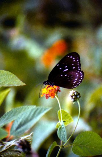 ���ͼ��鿴ԭʼ��С

����:  beautyfly.jpg
�鿴����: 197
��С:  117.1 KB