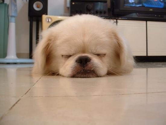 ���ͼ��鿴ԭʼ��С

����:  dog.jpg
�鿴����: 269
��С:  52.5 KB