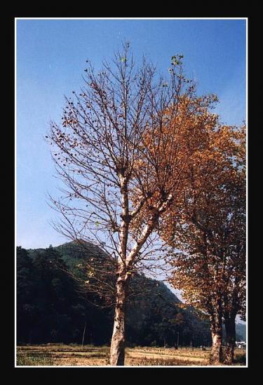 ���ͼ��鿴ԭʼ��С

����:  untitled-4_5.jpg
�鿴����: 230
��С:  101.2 KB