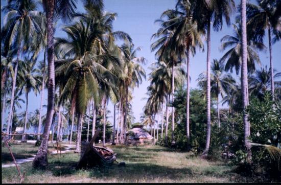 ���ͼ��鿴ԭʼ��С

����:  coconutree.jpg
�鿴����: 239
��С:  137.0 KB