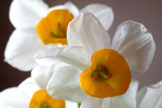 ���ͼ��鿴ԭʼ��С

����:  daffodil.jpg
�鿴����: 524
��С:  41.0 KB