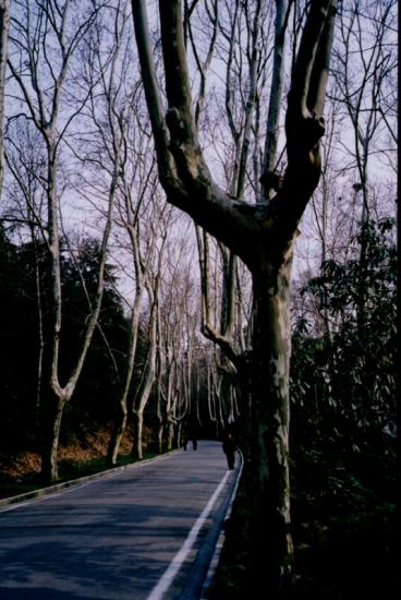 ���ͼ��鿴ԭʼ��С

����:  treeroad.jpg
�鿴����: 318
��С:  120.1 KB