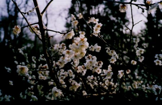���ͼ��鿴ԭʼ��С

����:  plumblossom1.jpg
�鿴����: 338
��С:  98.6 KB