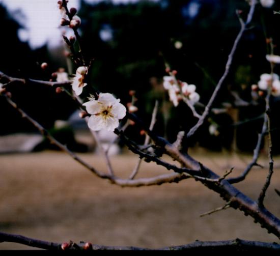 ���ͼ��鿴ԭʼ��С

����:  plumblossom2.jpg
�鿴����: 345
��С:  99.0 KB