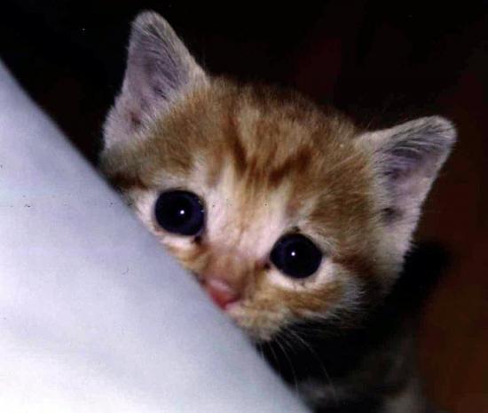 ͼ鿴ԭʼС

:  cat002.jpg
鿴: 456
С:  59.7 KB