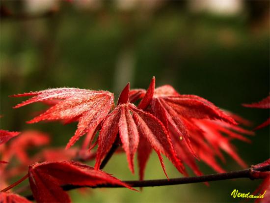 ���ͼ��鿴ԭʼ��С

����:  redleaf600d.jpg
�鿴����: 231
��С:  53.9 KB