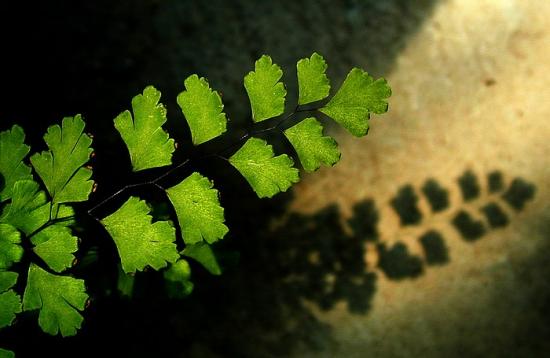 ���ͼ��鿴ԭʼ��С

����:  dscn0789leafshadow.jpg
�鿴����: 408
��С:  94.5 KB