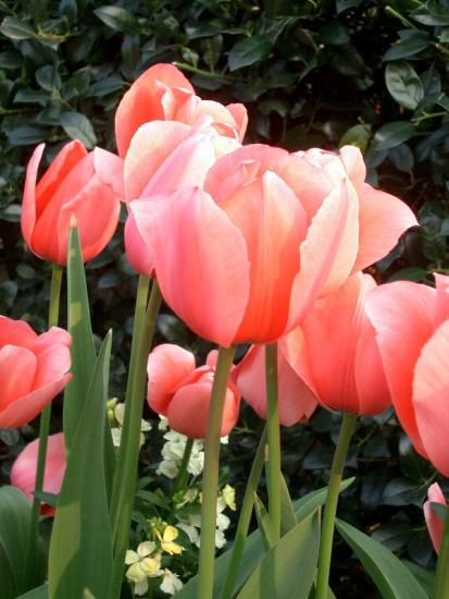 ���ͼ��鿴ԭʼ��С

����:  flower02.jpg
�鿴����: 361
��С:  130.6 KB