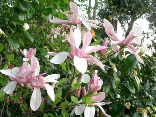 ���ͼ��鿴ԭʼ��С

����:  flower03.jpg
�鿴����: 403
��С:  184.4 KB
