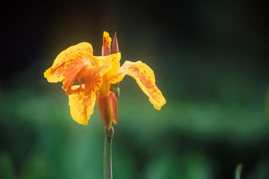 ���ͼ��鿴ԭʼ��С

����:  flower04.jpg
�鿴����: 379
��С:  79.3 KB