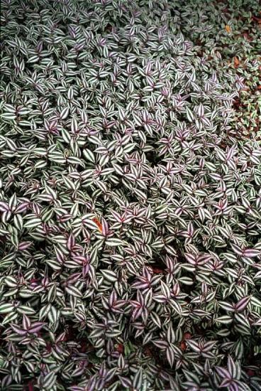���ͼ��鿴ԭʼ��С

����:  grass01_.jpg
�鿴����: 395
��С:  182.9 KB