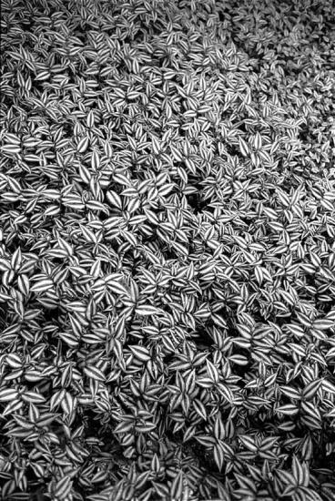 ���ͼ��鿴ԭʼ��С

����:  grass01_.jpg
�鿴����: 402
��С:  170.1 KB
