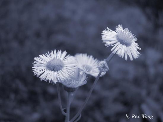 ���ͼ��鿴ԭʼ��С

����:  flower4copy.jpg
�鿴����: 358
��С:  70.1 KB