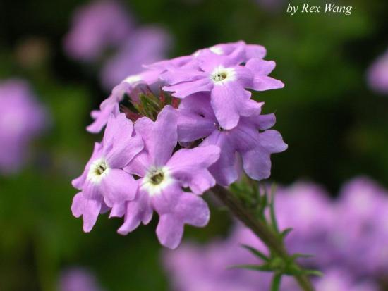 ���ͼ��鿴ԭʼ��С

����:  flower5small.jpg
�鿴����: 364
��С:  78.3 KB