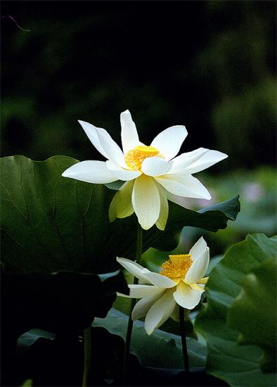 ���ͼ��鿴ԭʼ��С

����:  lotus032.jpg
�鿴����: 310
��С:  186.5 KB