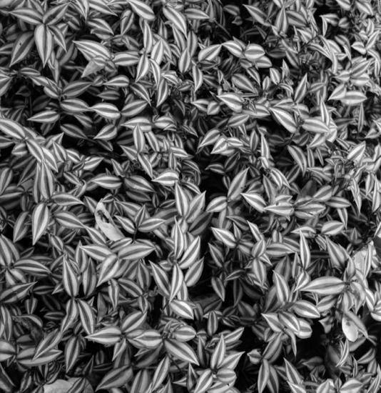 ���ͼ��鿴ԭʼ��С

����:  leaves.jpg
�鿴����: 426
��С:  153.2 KB