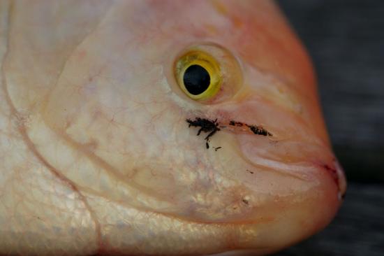 ͼ鿴ԭʼС

:  fish3.jpg
鿴: 687
С:  62.7 KB