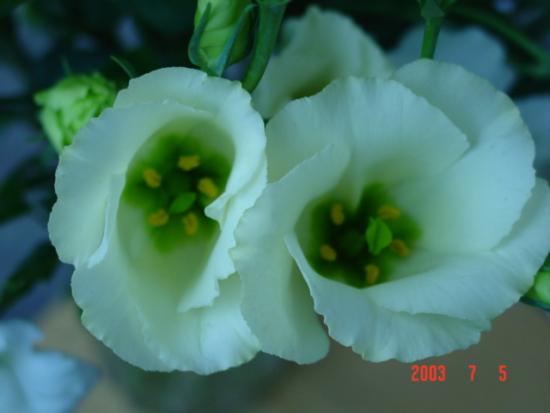 ���ͼ��鿴ԭʼ��С

����:  dsc00391.jpg
�鿴����: 258
��С:  143.5 KB