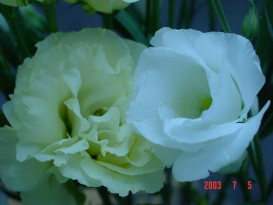 ���ͼ��鿴ԭʼ��С

����:  dsc00395.jpg
�鿴����: 278
��С:  134.3 KB