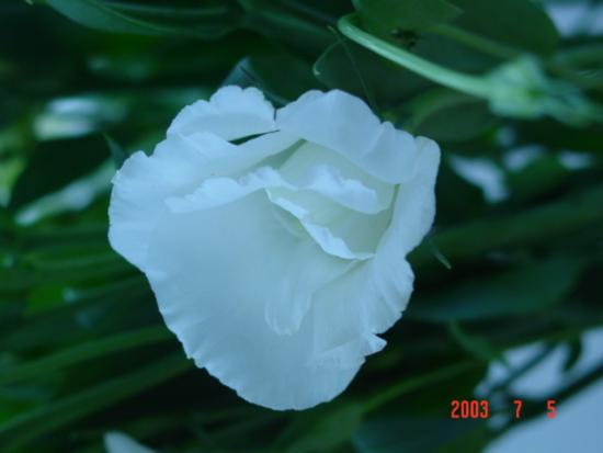���ͼ��鿴ԭʼ��С

����:  dsc00383.jpg
�鿴����: 258
��С:  141.8 KB