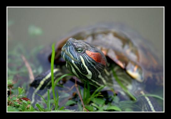ͼ鿴ԭʼС

:  turtle.jpg
鿴: 575
С:  50.9 KB