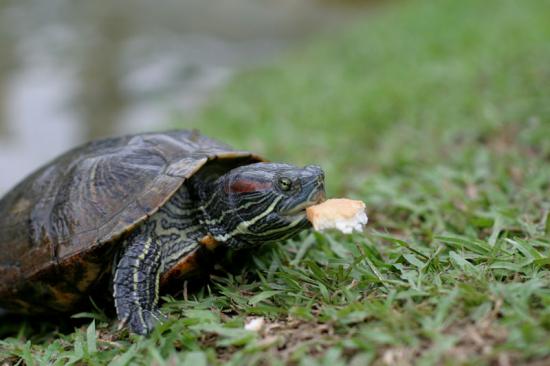 ͼ鿴ԭʼС

:  turtle_eating.jpg
鿴: 476
С:  95.5 KB