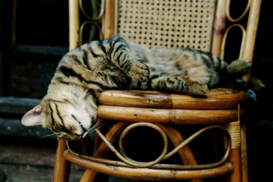 ���ͼ��鿴ԭʼ��С

����:  cat.jpg
�鿴����: 325
��С:  128.2 KB