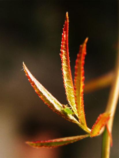 ���ͼ��鿴ԭʼ��С

����:  redleaf-600.jpg
�鿴����: 277
��С:  40.1 KB
