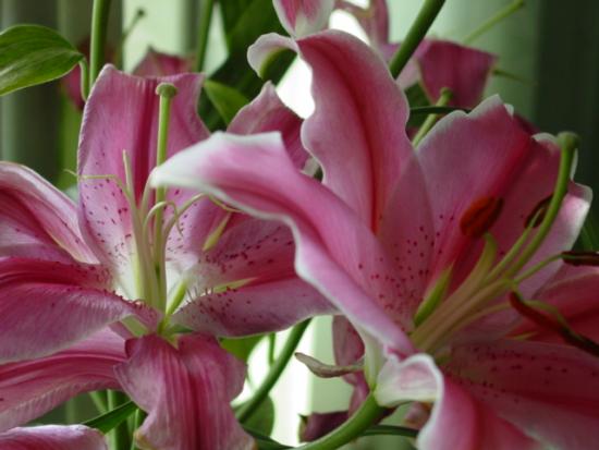 ���ͼ��鿴ԭʼ��С

����:  flower.jpg
�鿴����: 410
��С:  147.3 KB