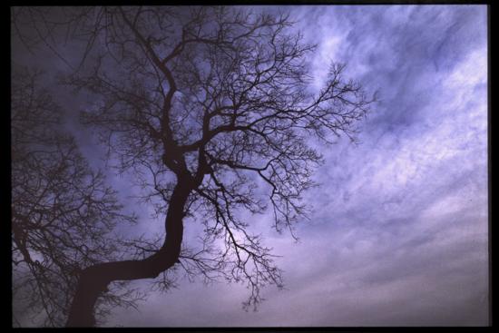 ���ͼ��鿴ԭʼ��С

����:  tree.jpg
�鿴����: 342
��С:  115.4 KB