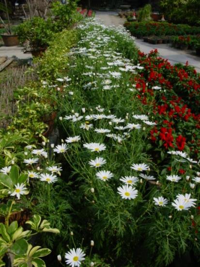 ���ͼ��鿴ԭʼ��С

����:  flower3a.jpg
�鿴����: 263
��С:  124.9 KB