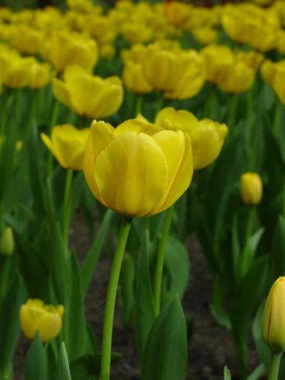 ���ͼ��鿴ԭʼ��С

����:  yellow1.jpg
�鿴����: 319
��С:  48.6 KB