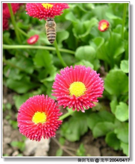 ���ͼ��鿴ԭʼ��С

����:  dscf0684_bee.jpg
�鿴����: 264
��С:  106.3 KB