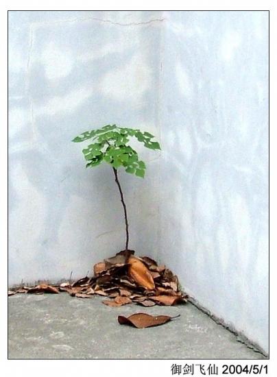 ���ͼ��鿴ԭʼ��С

����:  dscf1131_tree.jpg
�鿴����: 268
��С:  102.5 KB