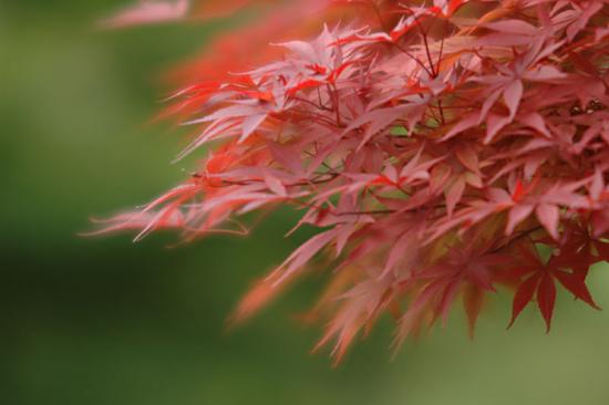 ���ͼ��鿴ԭʼ��С

����:  leaf.jpg
�鿴����: 668
��С:  76.8 KB
