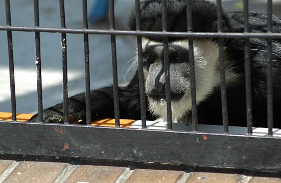 ���ͼ��鿴ԭʼ��С

����:  monkey.jpg
�鿴����: 769
��С:  160.6 KB