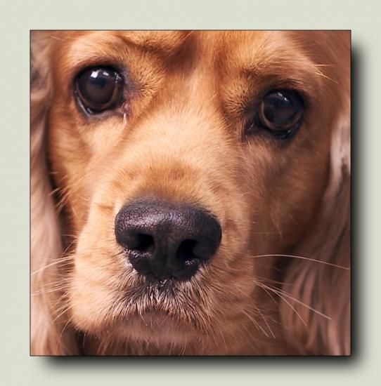 ͼ鿴ԭʼС

:  dog_f_wuji.jpg
鿴: 325
С:  152.4 KB