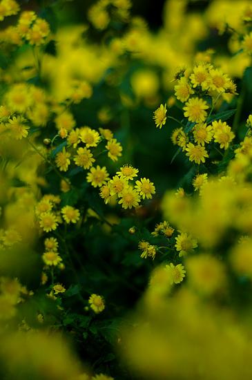 ���ͼ��鿴ԭʼ��С

����:  DSC_5424-1.jpg
�鿴����: 340
��С:  161.2 KB