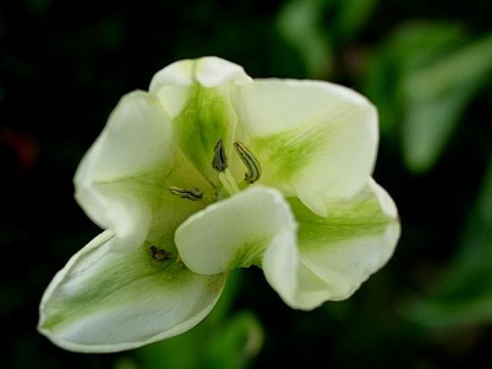 ���ͼ��鿴ԭʼ��С

����:  tulip13.JPG
�鿴����: 313
��С:  56.7 KB