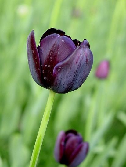 ���ͼ��鿴ԭʼ��С

����:  tulip14.JPG
�鿴����: 297
��С:  64.0 KB
