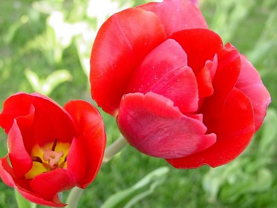 ���ͼ��鿴ԭʼ��С

����:  tulip24.JPG
�鿴����: 288
��С:  73.4 KB