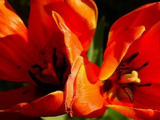 ���ͼ��鿴ԭʼ��С

����:  tulip27.JPG
�鿴����: 309
��С:  63.2 KB