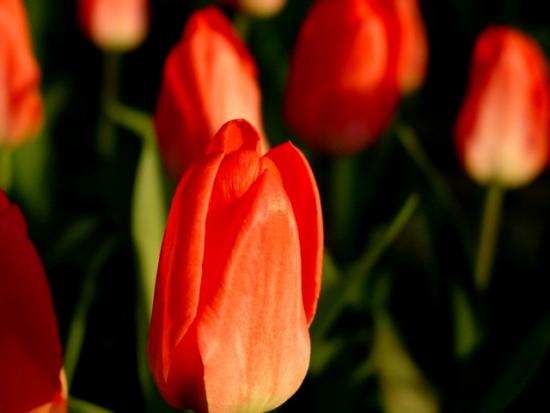 ���ͼ��鿴ԭʼ��С

����:  tulip32.JPG
�鿴����: 295
��С:  42.7 KB