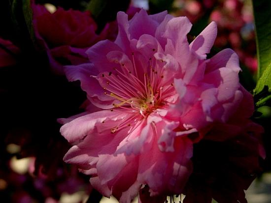 ���ͼ��鿴ԭʼ��С

����:  pearchflower1.JPG
�鿴����: 298
��С:  69.4 KB