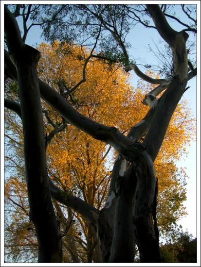 ͼ鿴ԭʼС

:  tree.jpg
鿴: 258
С:  86.6 KB