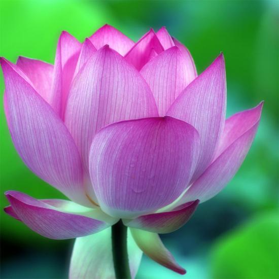 ͼ鿴ԭʼС

:  lotus1.jpg
鿴: 301
С:  108.9 KB