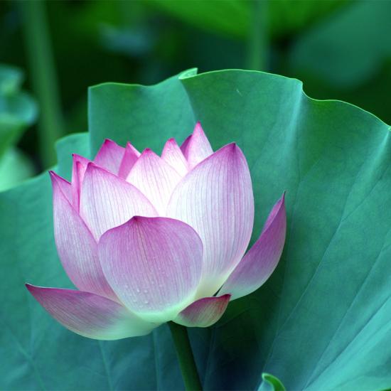 ͼ鿴ԭʼС

:  lotus3.jpg
鿴: 259
С:  100.2 KB
