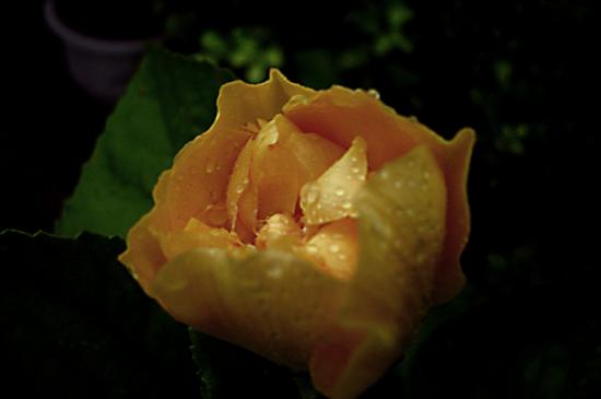 ͼ鿴ԭʼС

:  DSC05355.JPG
鿴: 256
С:  146.3 KB