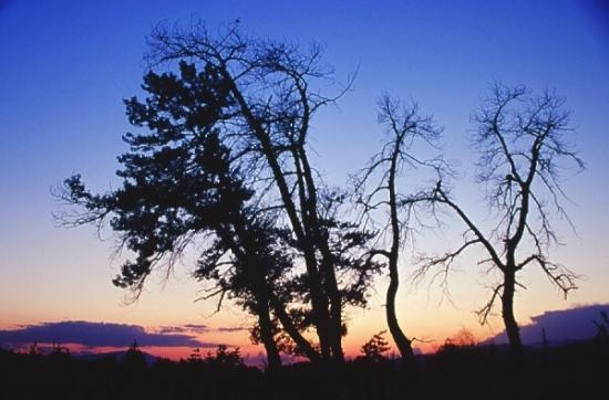���ͼ��鿴ԭʼ��С

����:  tree.jpg
�鿴����: 305
��С:  102.6 KB
