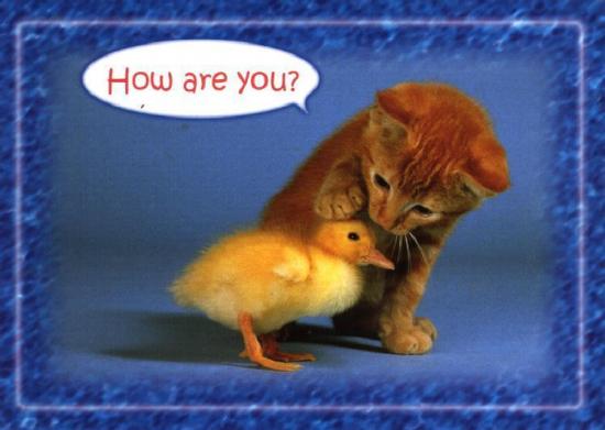 ͼ鿴ԭʼС

:  cat&duck.jpg
鿴: 252
С:  49.7 KB